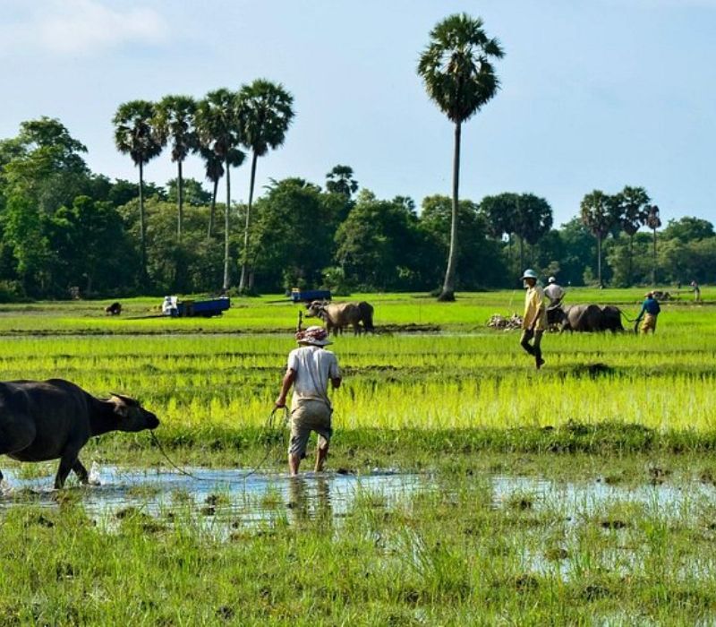 Begin your cultural exploration with Kampong Cham’s tranquil ambiance